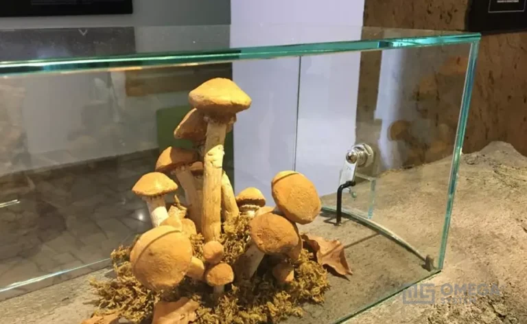 Magurski Park Narodowy